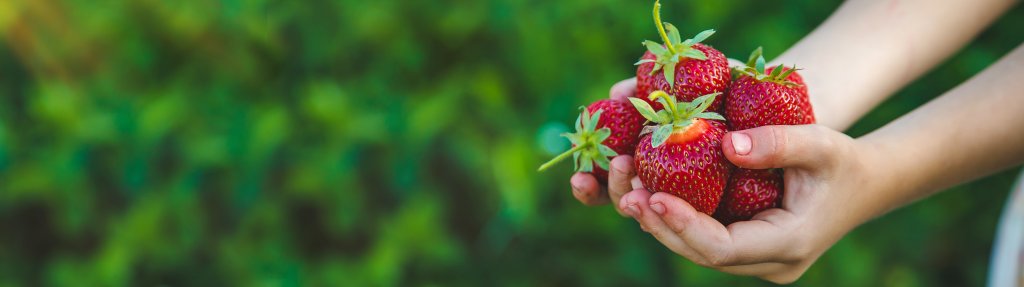 The child picks strawberries in the garden. Selective focus.