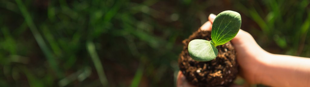 Young green sprout in the hands of a child in the light of the sun